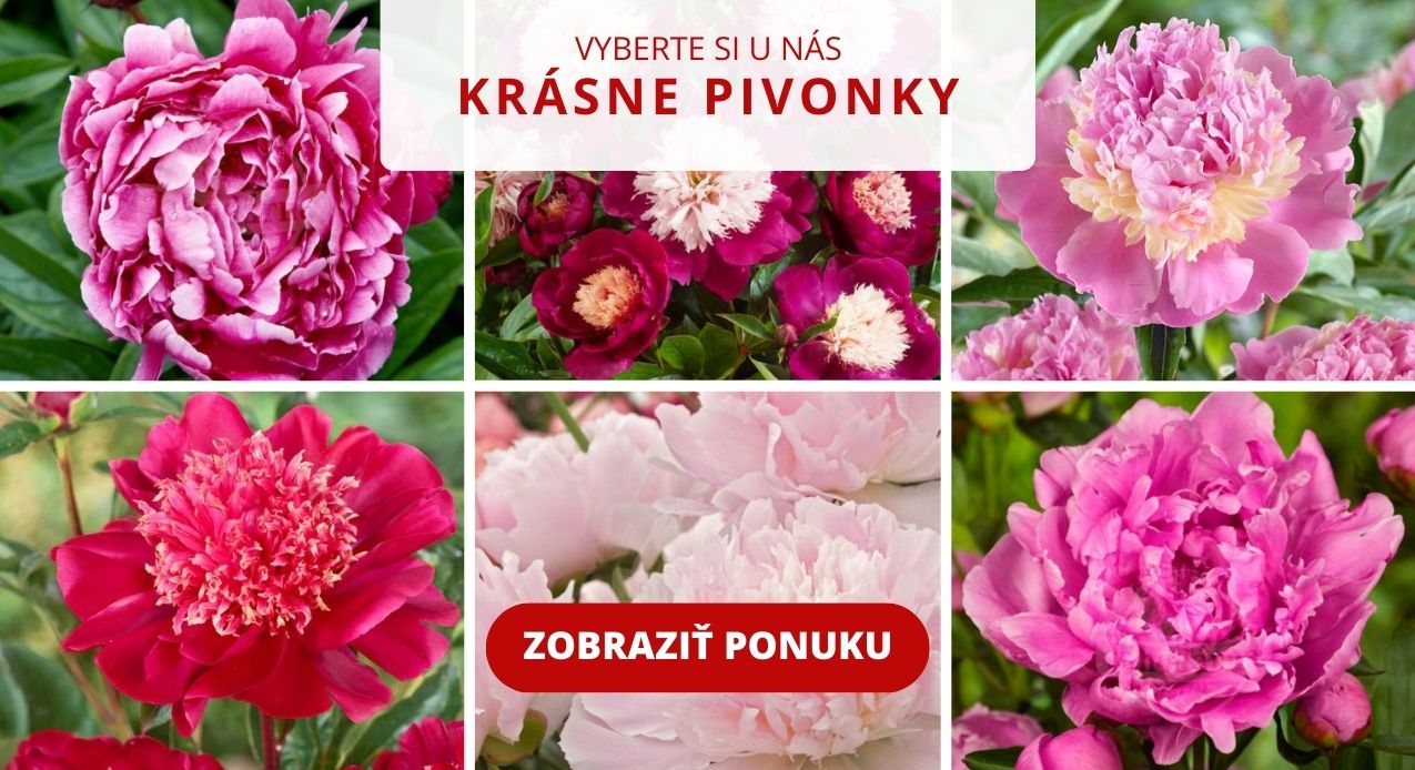 Vyberte si z našej ponuky pivonek.